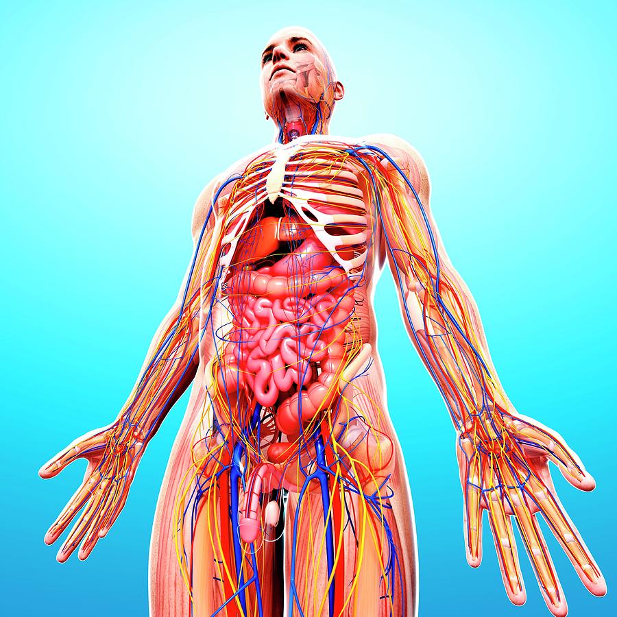 Male Anatomy Photograph by Pixologicstudio/science Photo Library - Fine ...