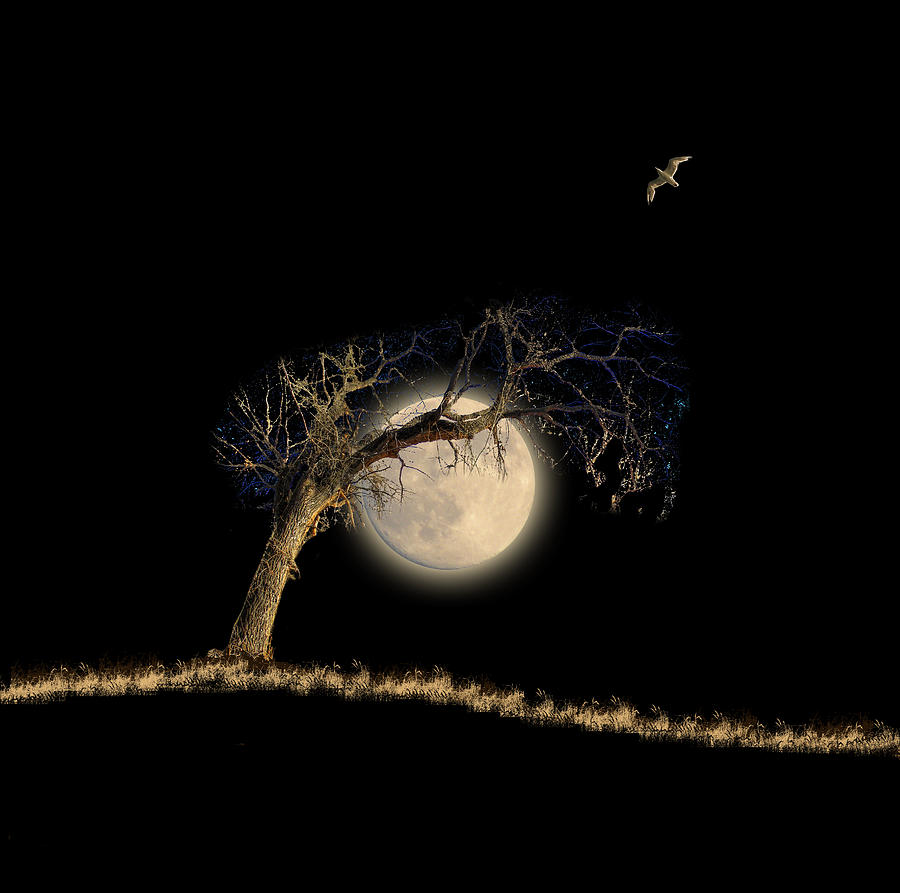 2594 Photograph by Peter Holme III