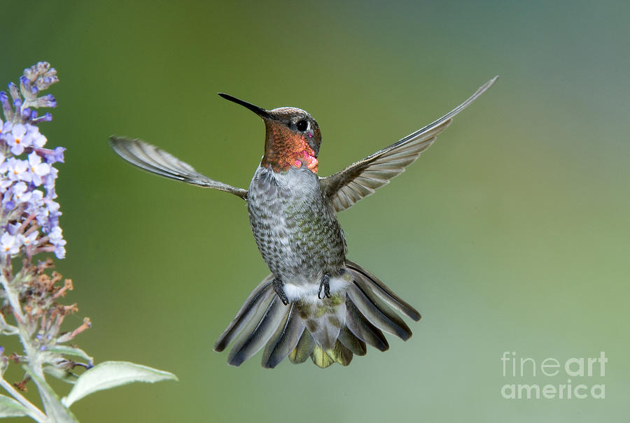 Annas Hummingbird #26 Photograph by Anthony Mercieca