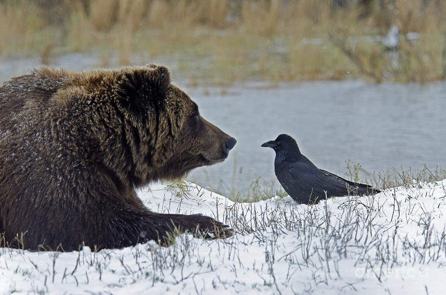 Brown Bear #26 Photograph by Mark Newman