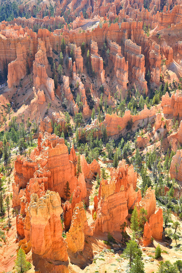 Bryce Canyon National Park Photograph - Bryce Canyon #18 by Ray Mathis