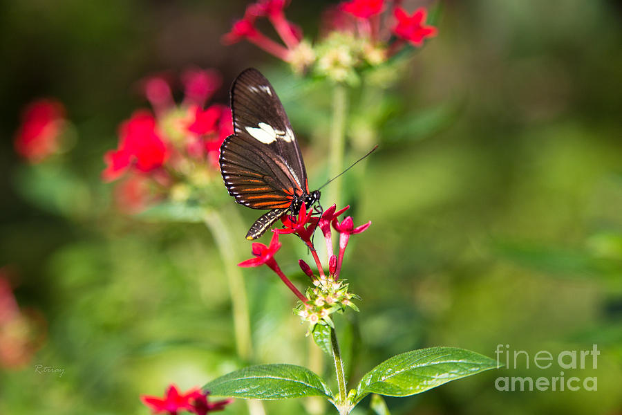 Butterfly #26 Photograph by Rene Triay FineArt Photos