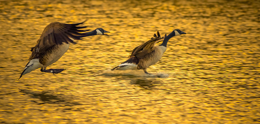 Canada Geese #4 Photograph by Brian Stevens