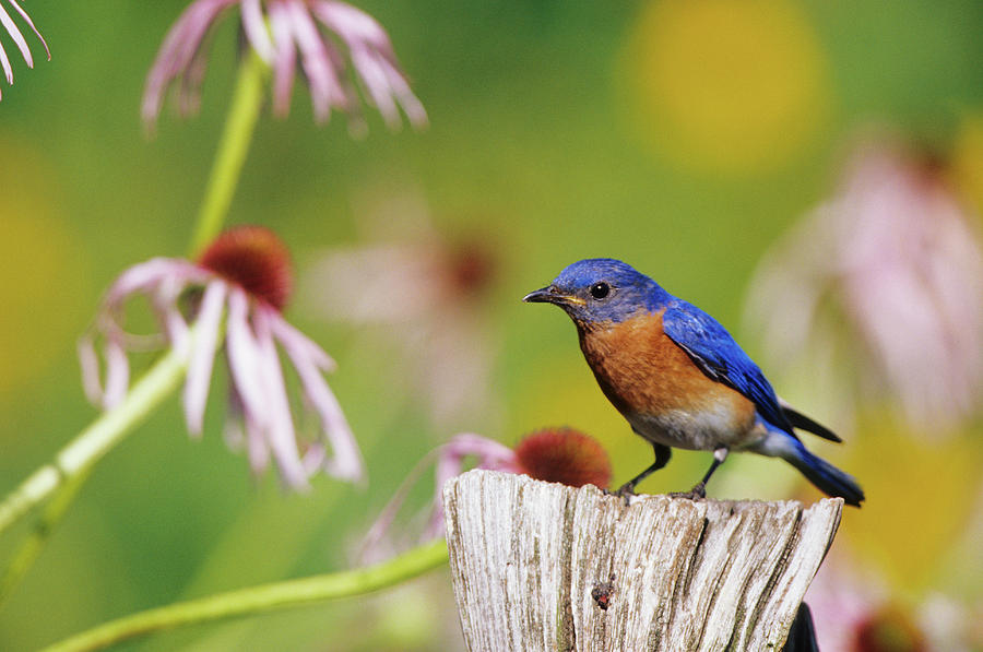 Wildlife Photograph - Eastern Bluebird (sialia Sialis #26 by Richard and Susan Day