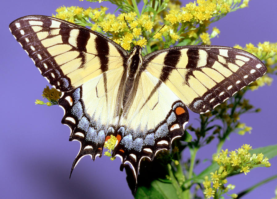 Eastern Tiger Swallowtail Butterfly #26 Photograph by Millard H. Sharp