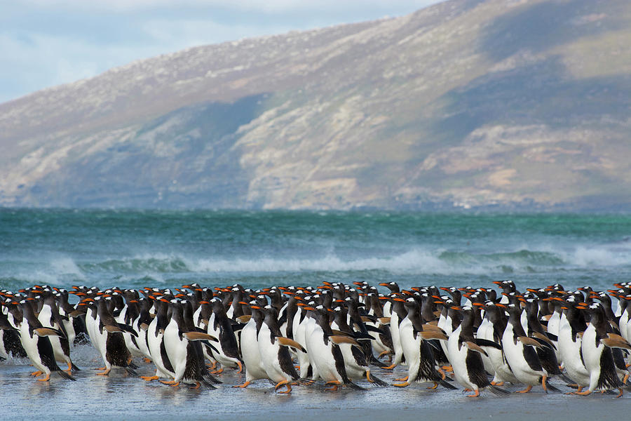 Penguin Photograph - Falkland Islands #26 by Inger Hogstrom