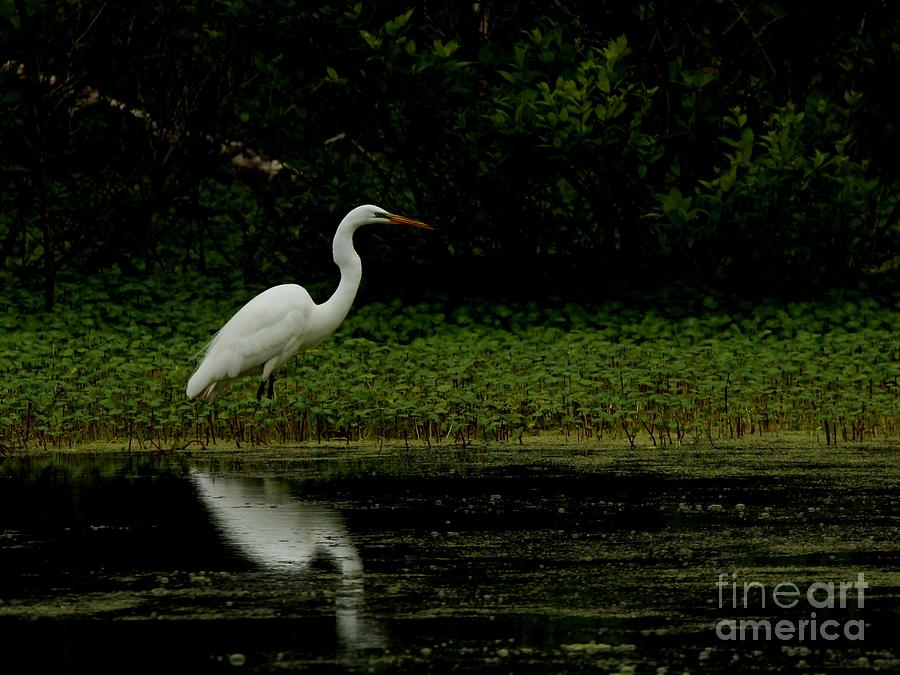 Great Egret #26 Photograph by Jack R Brock