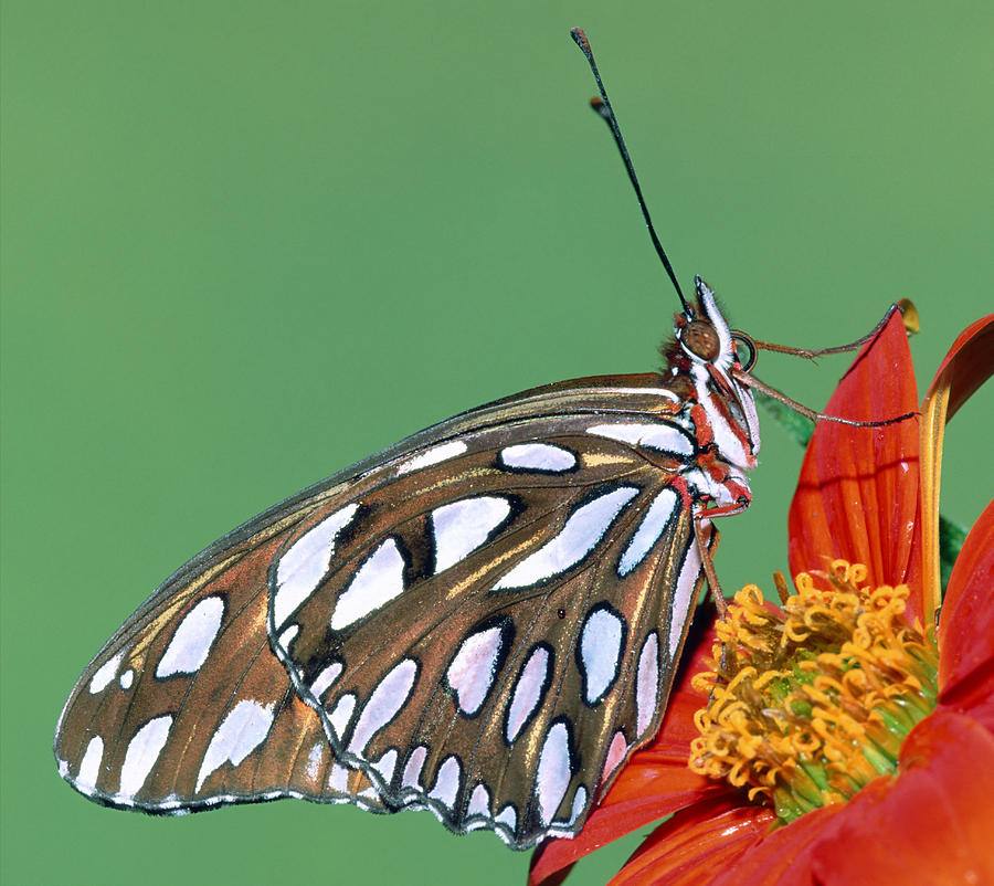 Gulf Fritillary Butterfly #26 Photograph by Millard H. Sharp