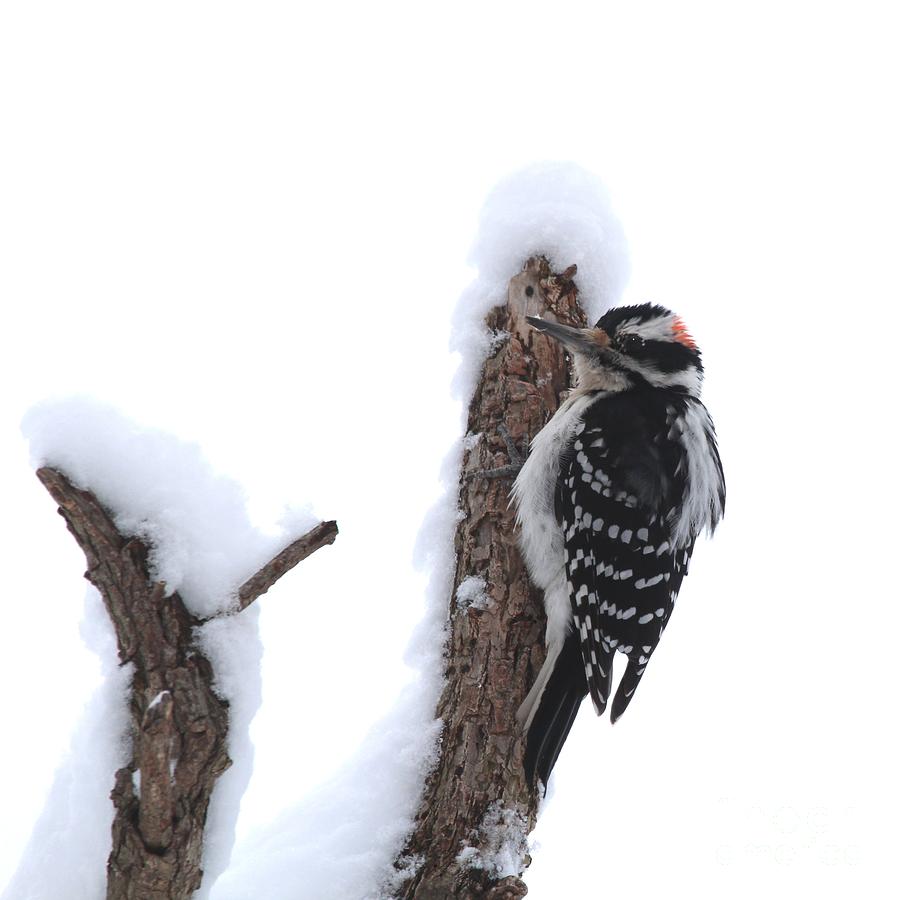 Hairy Woodpecker #26 Photograph by Jack R Brock