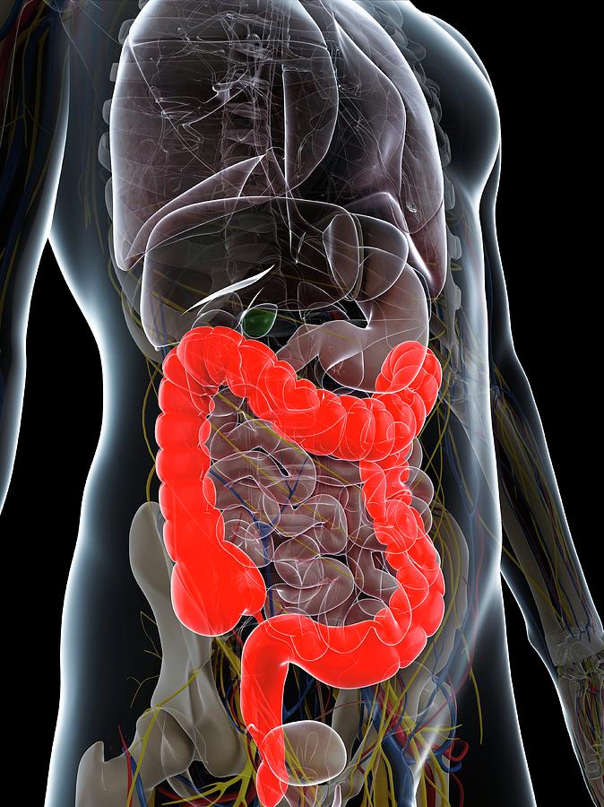 Healthy Colon Photograph By Scieproscience Photo Library Fine Art America 3103
