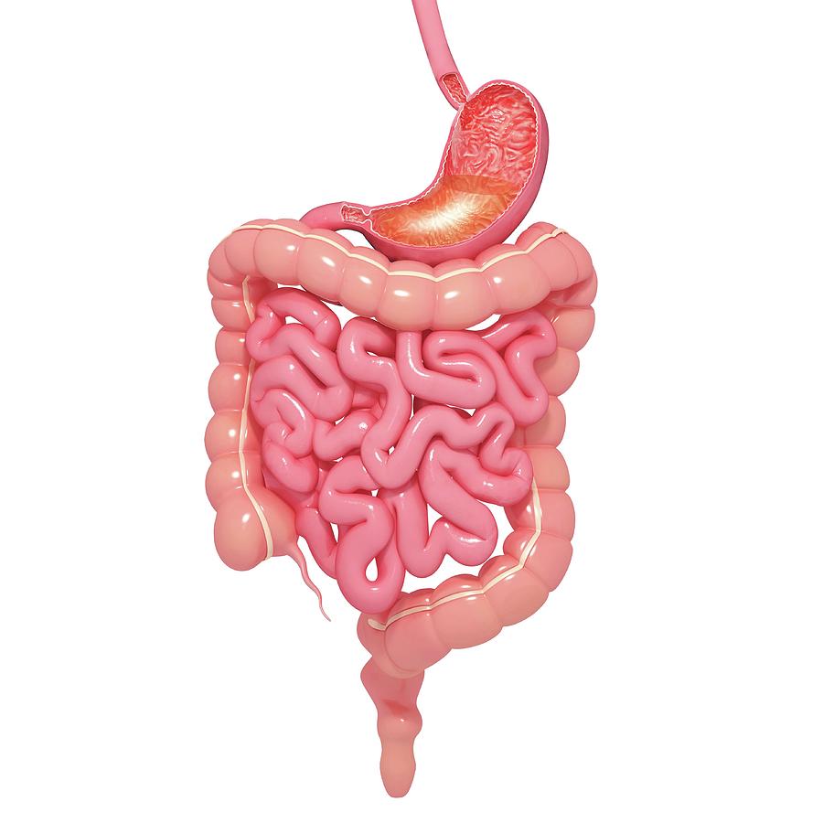 Healthy Digestive System Photograph by Pixologicstudio/science Photo ...