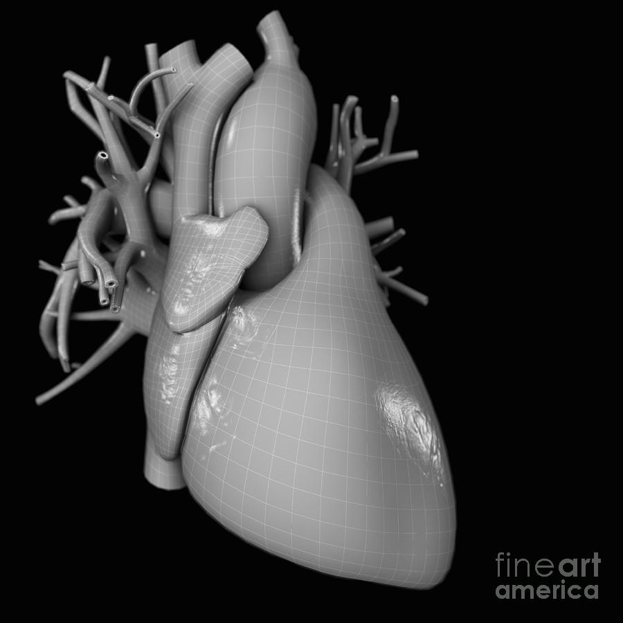 Internal Organs Photograph - Heart Anatomy #26 by Science Picture Co