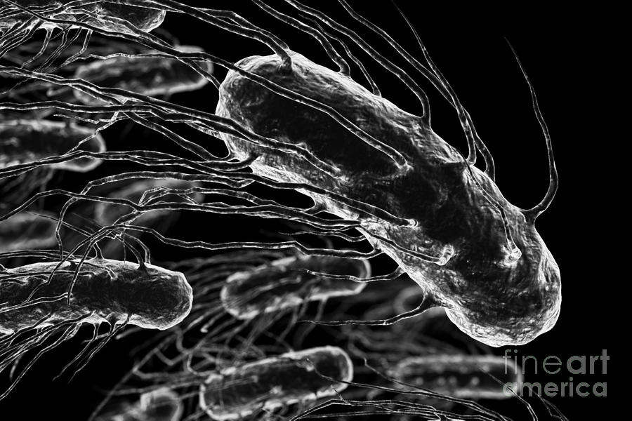 Pathogenic Bacteria Photograph - Helicobacter Pylori #26 by Science Picture Co