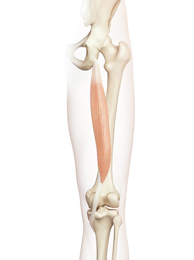 Human Thigh Muscle Photograph by Sciepro - Fine Art America