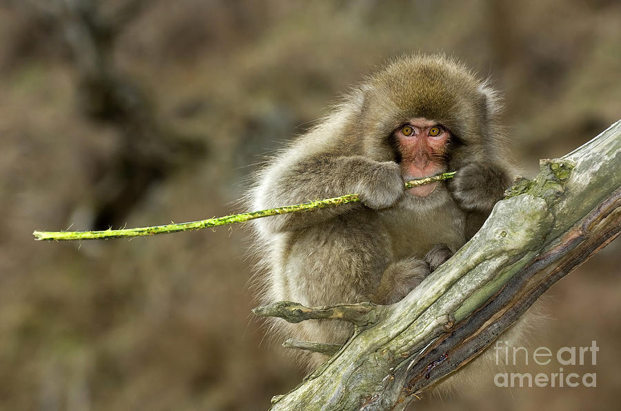 Japanese Macaque #30 Photograph by John Shaw