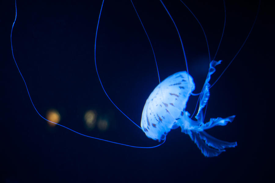 Jellyfish #26 Photograph by U Schade