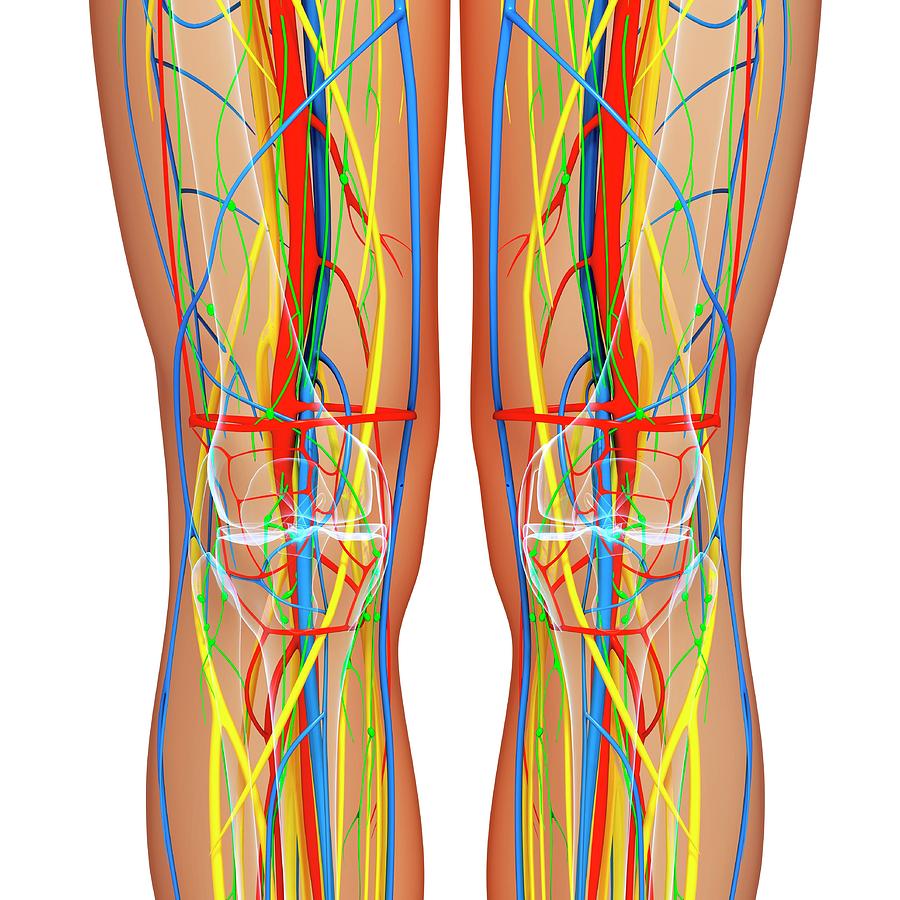 Knee Anatomy Photograph by Pixologicstudio/science Photo Library - Fine ...