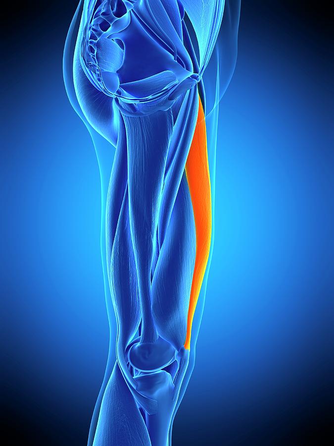 Leg Muscle Photograph by Sebastian Kaulitzki/science Photo Library - Pixels