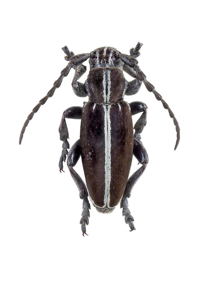 Wildlife Photograph - Longhorn Beetle #26 by F. Martinez Clavel