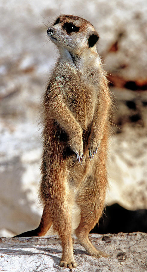 Meerkat #26 Photograph by Millard H. Sharp