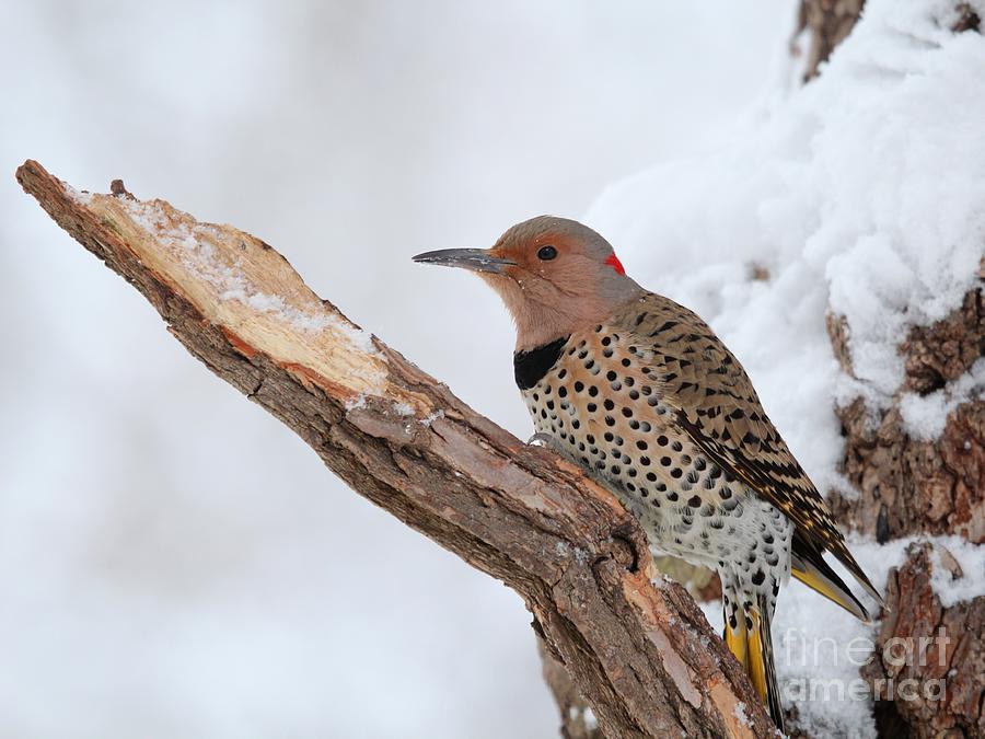 Northern Flicker #26 Photograph by Jack R Brock