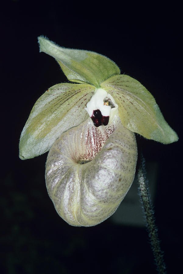 Orchid Flower #26 Photograph by Paul Harcourt Davies/science Photo Library