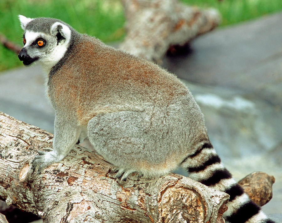 Ring Tailed Lemur #26 Photograph by Millard H. Sharp