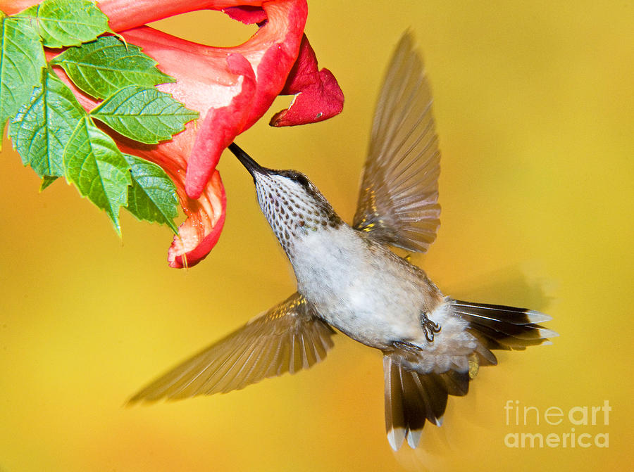 Ruby Throated Hummingbird #28 Photograph by Millard H Sharp