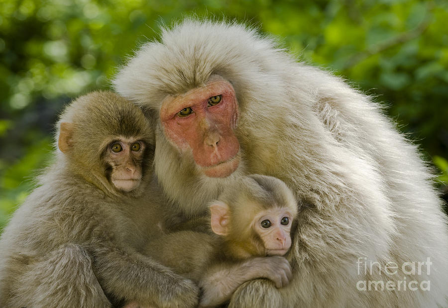 Animal Photograph - Snow Monkeys, Japan #26 by John Shaw