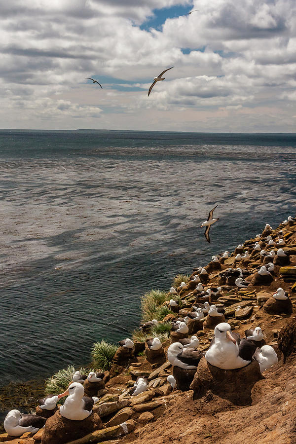 Albatross Photograph - South America, Falkland Islands #26 by Jaynes Gallery