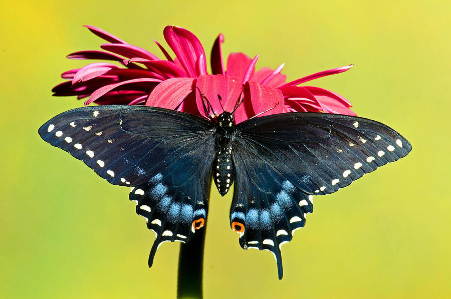 Spicebush Swallowtail Butterfly #26 Photograph by Millard H. Sharp