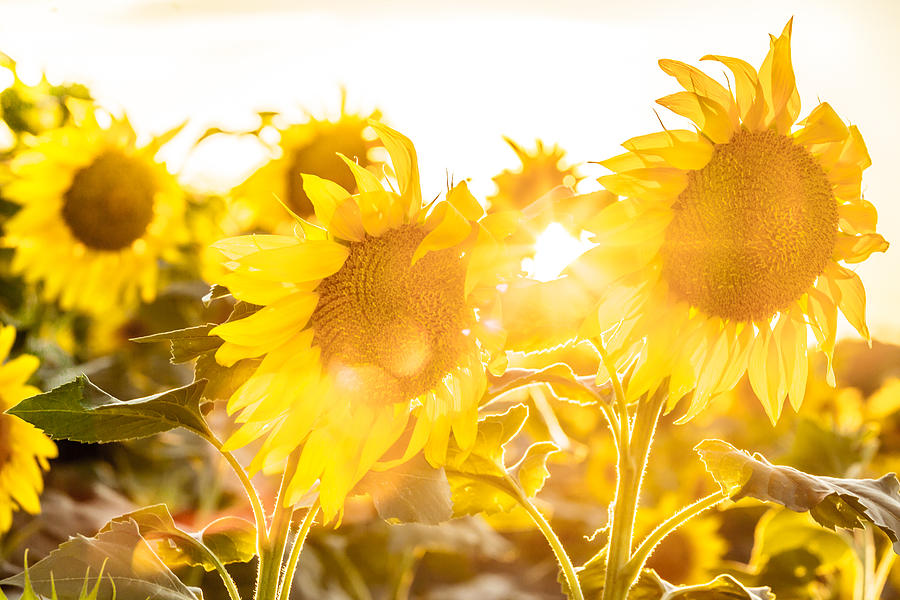 Sideswept Sunflower Photograph by Melinda Ledsome
