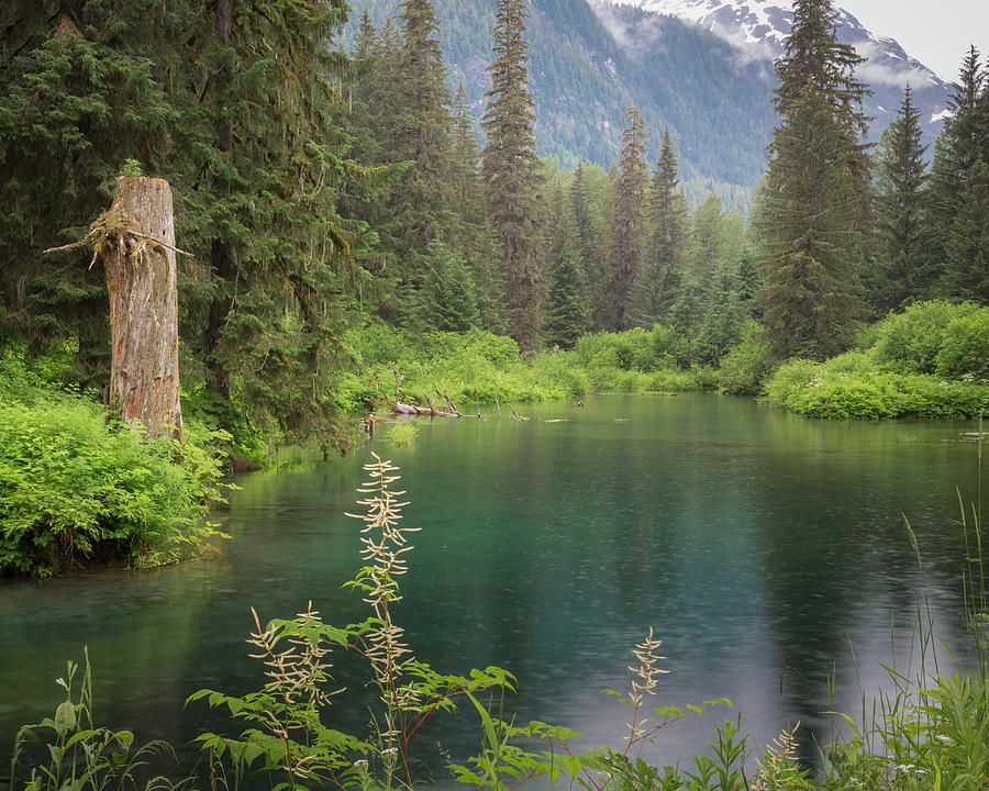 USA, Alaska, Tongass National Forest Photograph By Jaynes Gallery - Pixels