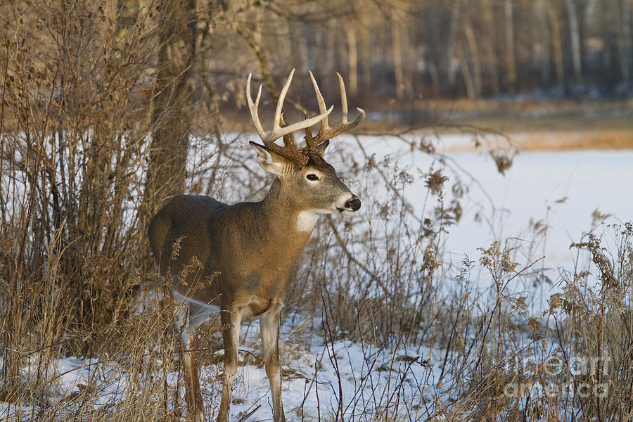 White-tailed Deer In Winter #26 Photograph by Linda Freshwaters Arndt
