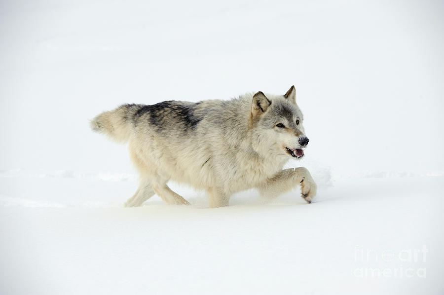 Wolf In Winter #26 Photograph by John Shaw