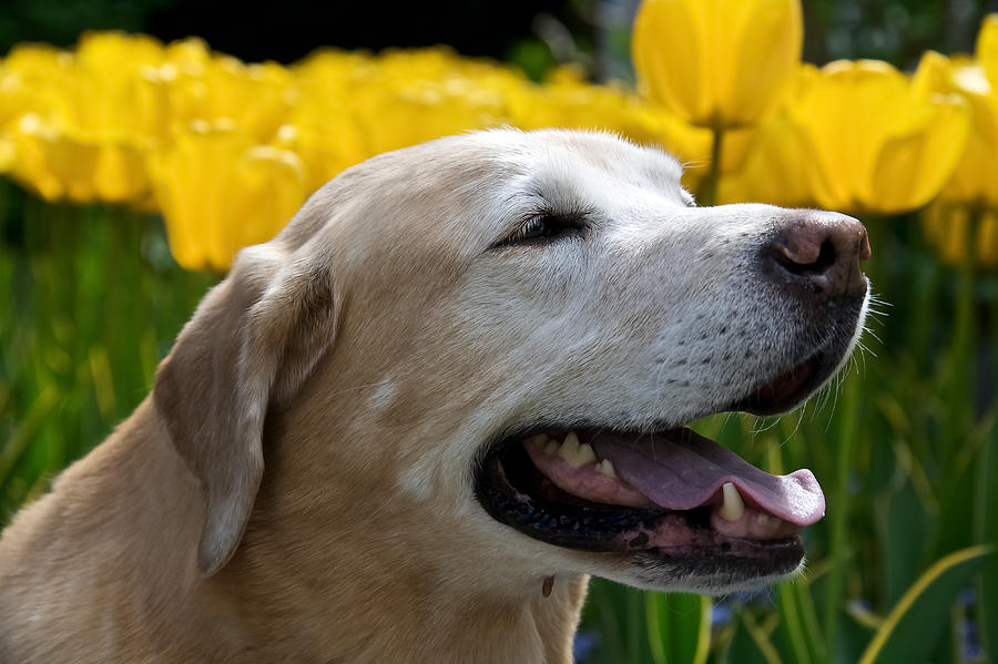 Yellow Labrador #15 Photograph by Steven Lapkin