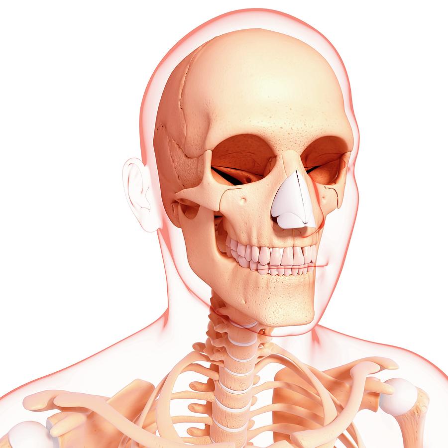 Human Skeleton Photograph by Pixologicstudio/science Photo Library