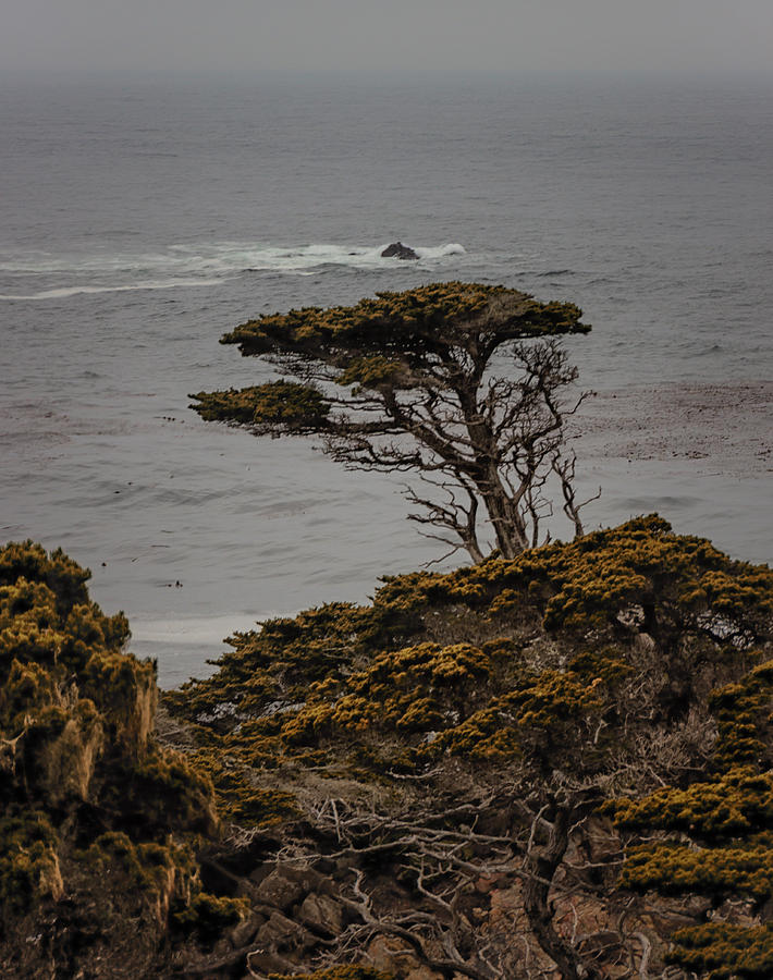 2672 warm tones - Point Lobos Photograph by Deidre Elzer-Lento