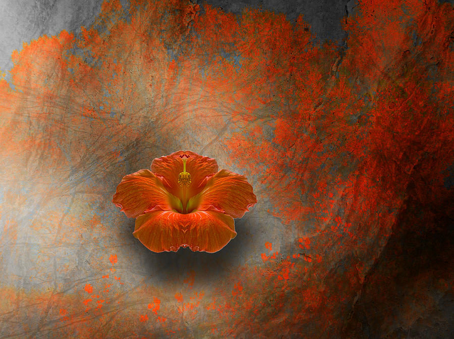 2694 Photograph by Peter Holme III