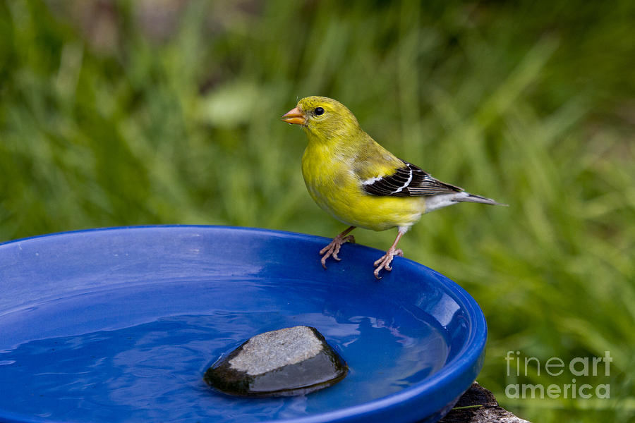 American Goldfinch #27 Photograph by Linda Freshwaters Arndt