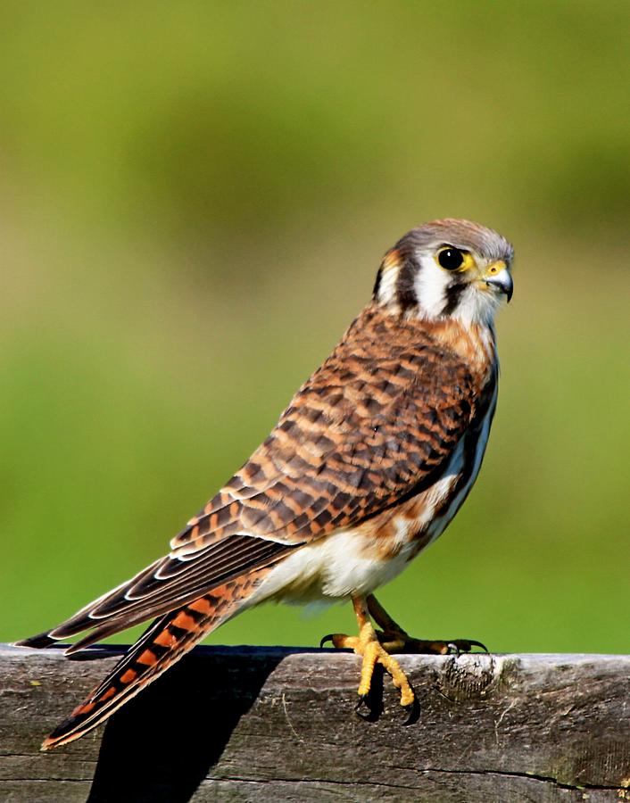 American Kestrel Photograph By Ira Runyan 