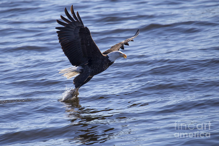 Bald Eagle in Le Claire Iowa Photograph by Twenty Two North Photography ...