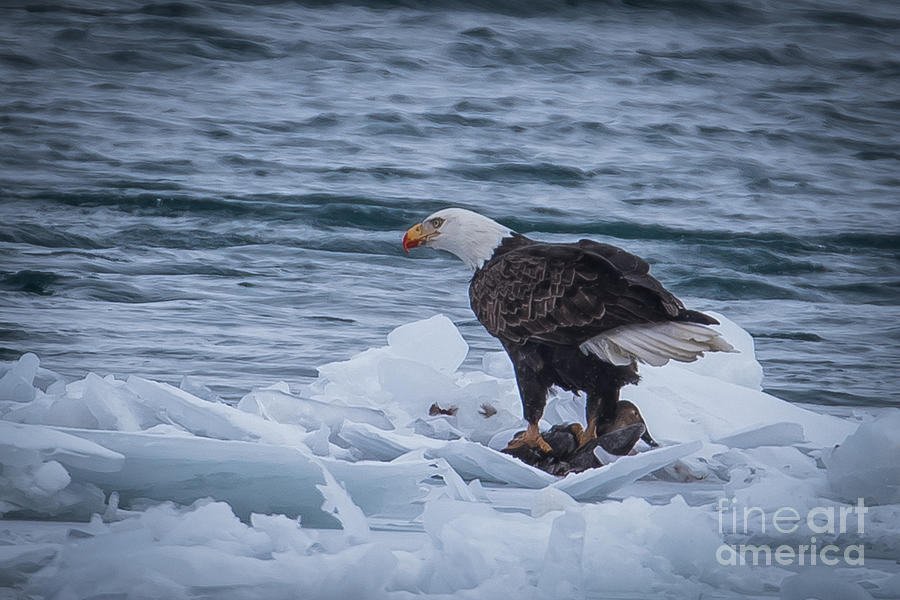 Bald Eagle #27 Photograph by Ronald Grogan