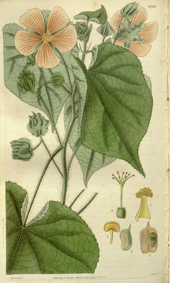 William Hooker Drawing - Botanical Print By Sir William Jackson Hooker #27 by Quint Lox