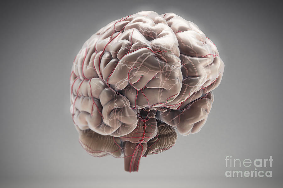 Brain With Blood Supply #27 Photograph by Science Picture Co