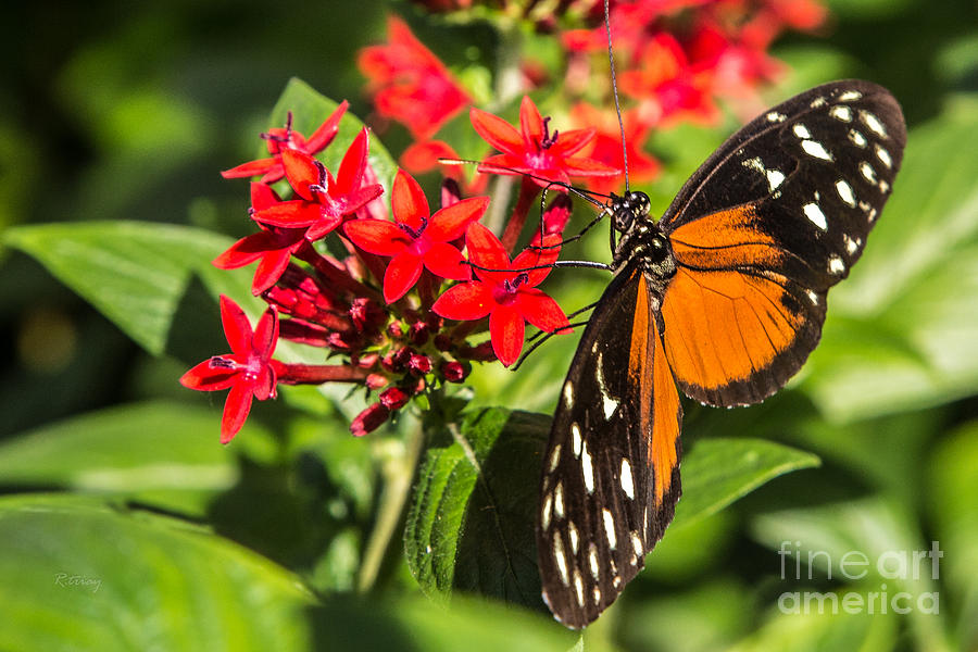 Butterfly #27 Photograph by Rene Triay FineArt Photos