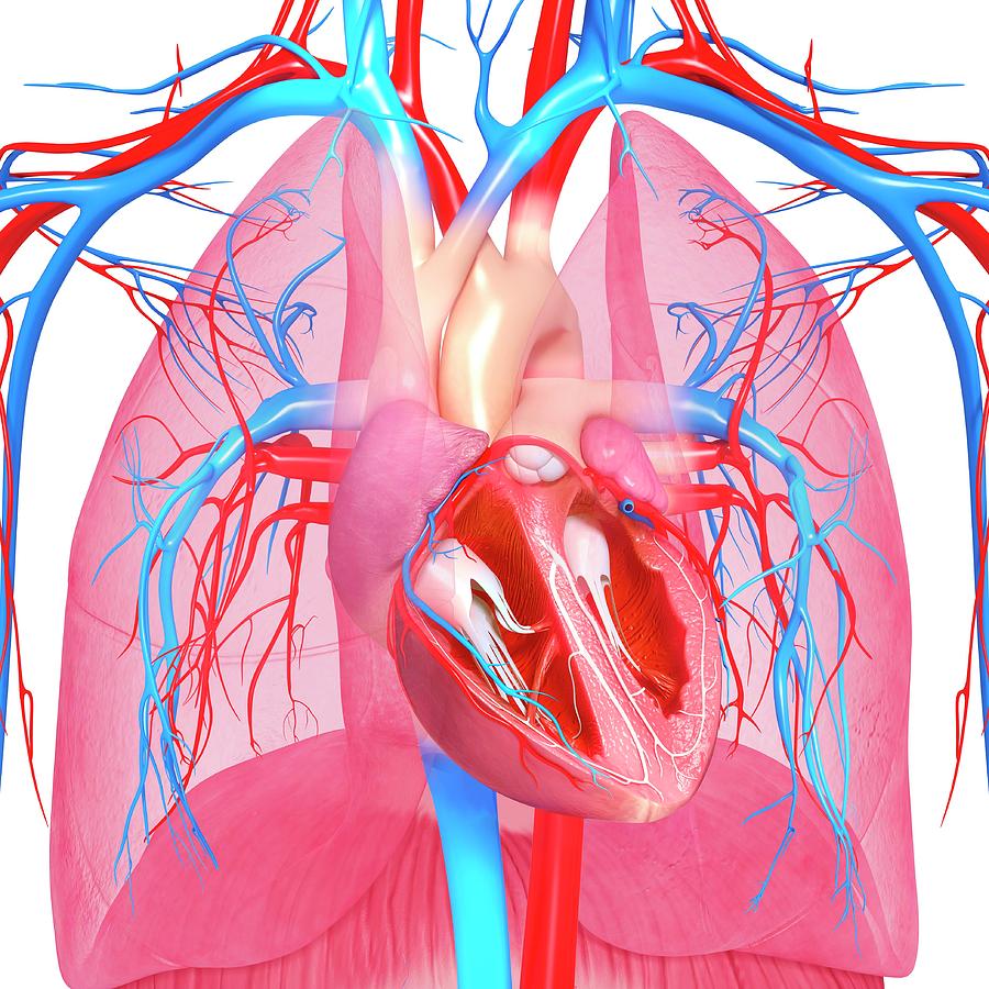Chest Anatomy Photograph by Pixologicstudio/science Photo Library ... Biology Diagrams