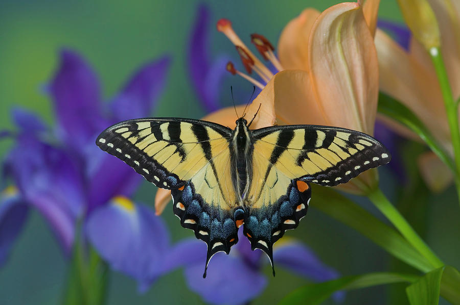 Butterfly Photograph - Eastern Tiger Swallowtail Butterfly #27 by Darrell Gulin