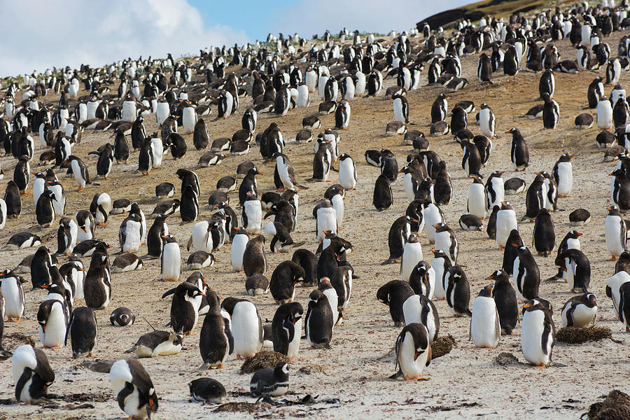 Penguin Photograph - Falkland Islands #27 by Inger Hogstrom