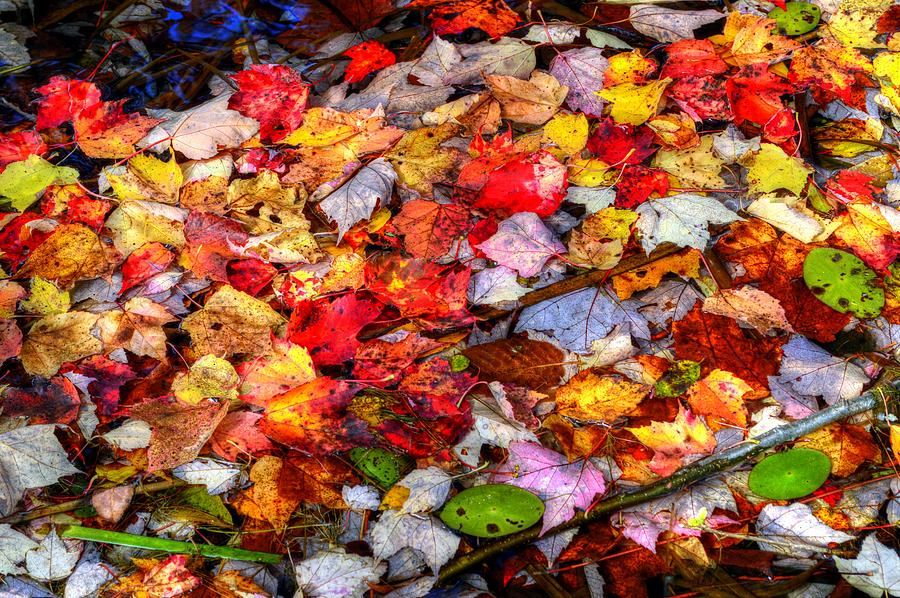 Fall Foliage in Massachusetts USA #27 Photograph by Paul James Bannerman